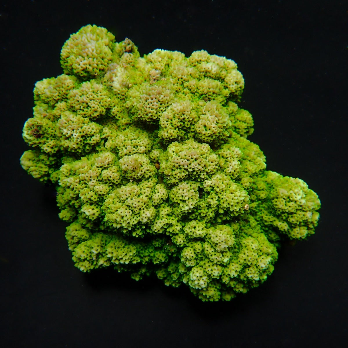 Montipora spp. (Encrusting) (Green)