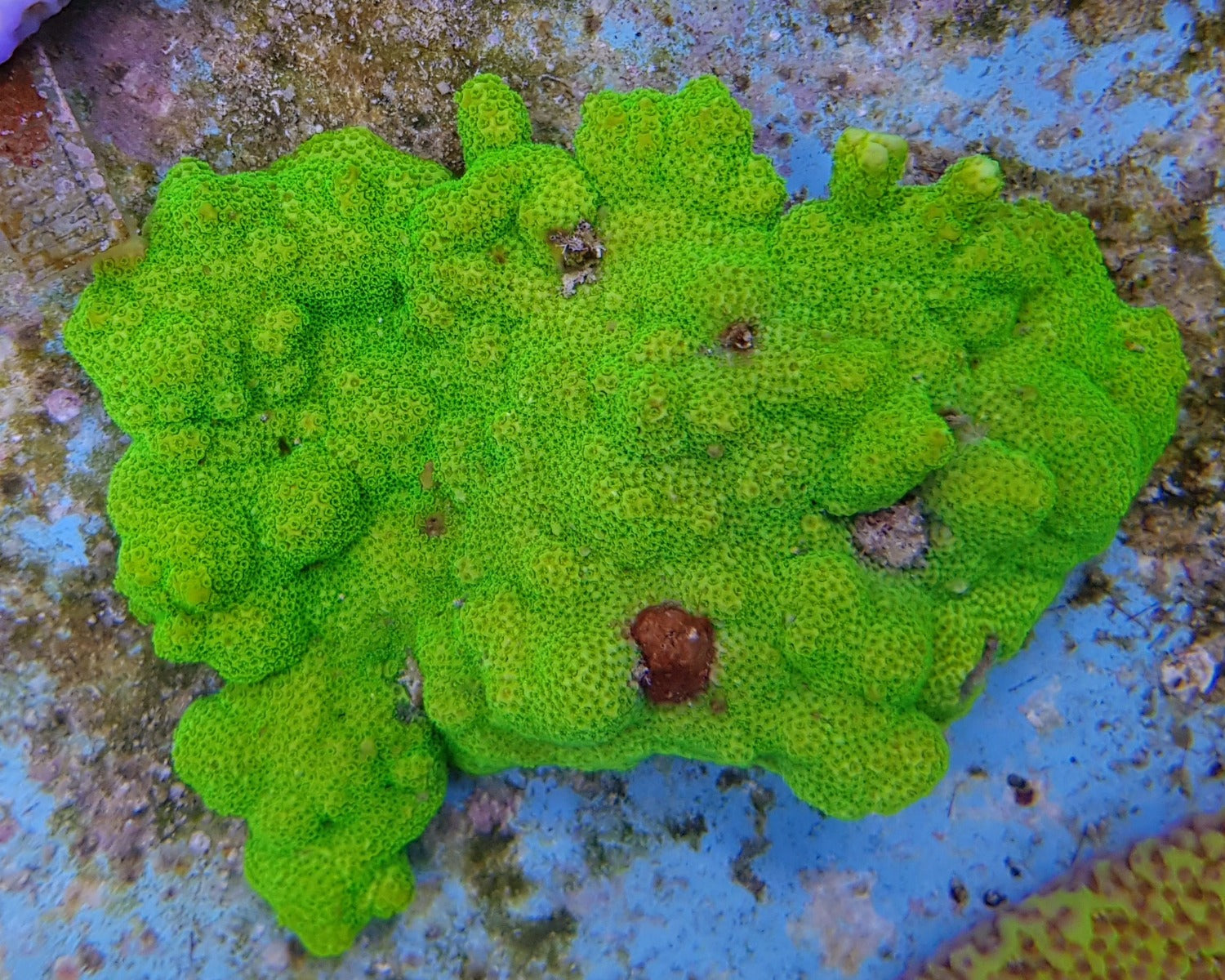 Montipora spp. (Encrusting) (Green)