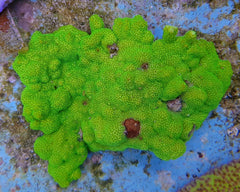 Montipora spp. (Encrusting) (Green)