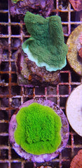Montipora spp. (Encrusting) (Green) (frag)