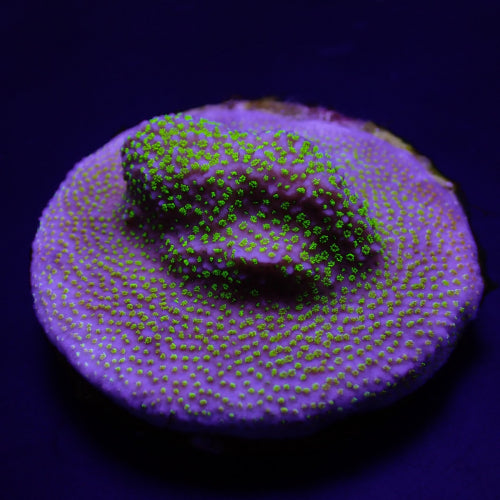 Montipora spp. (Encrusting) (Green polyp)
