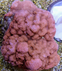 Montipora spp. (Encrusting) (Orange-Red)