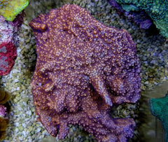 Montipora spp. (Encrusting) (Purple-Pink polyp)