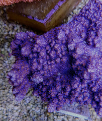 Montipora spp. (Encrusting) (Purple-Blue)