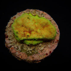 Montipora spp. (Encrusting) (Red polyp) (frag)