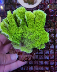 Montipora spp. (Laminar) (Green)