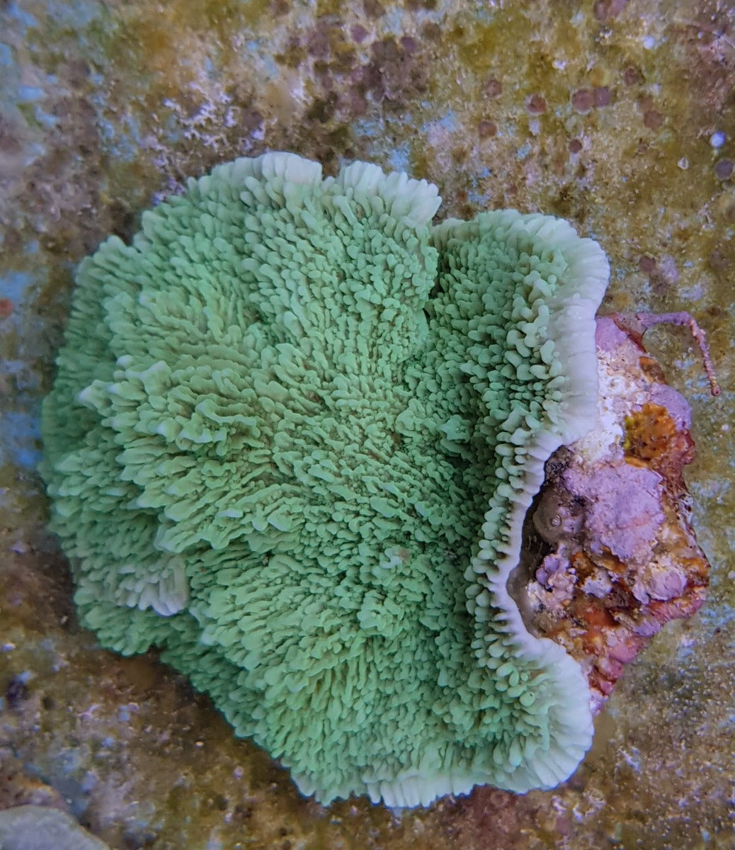 Montipora spp. (Laminar) (Green)