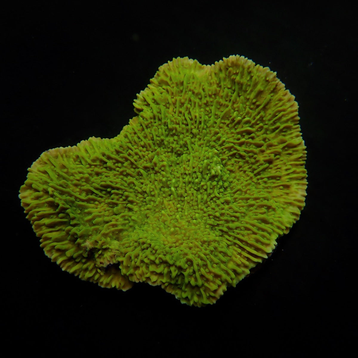 Montipora spp. (Laminar) (Green)