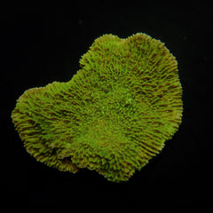 Montipora spp. (Laminar) (Green)