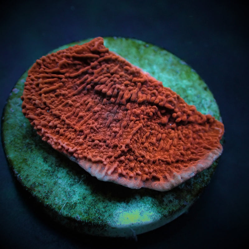 Montipora spp. (Laminar) (Orange-Red) (frag)