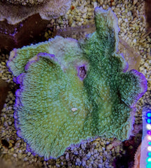 Montipora spp. (Laminar) (Pink Edge)