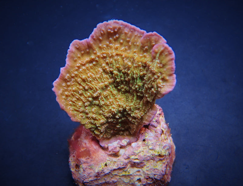 Montipora spp. (Laminar) (Pink Edge) (frag)
