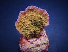 Montipora spp. (Laminar) (Pink Edge) (frag)