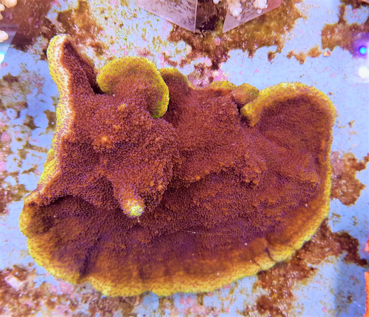 Montipora spp. (Premium)