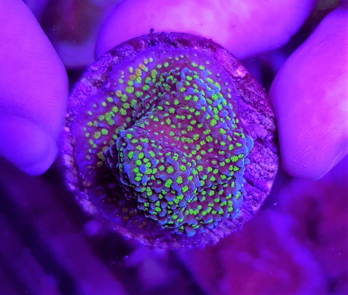 Montipora spp. (Premium) (frag)