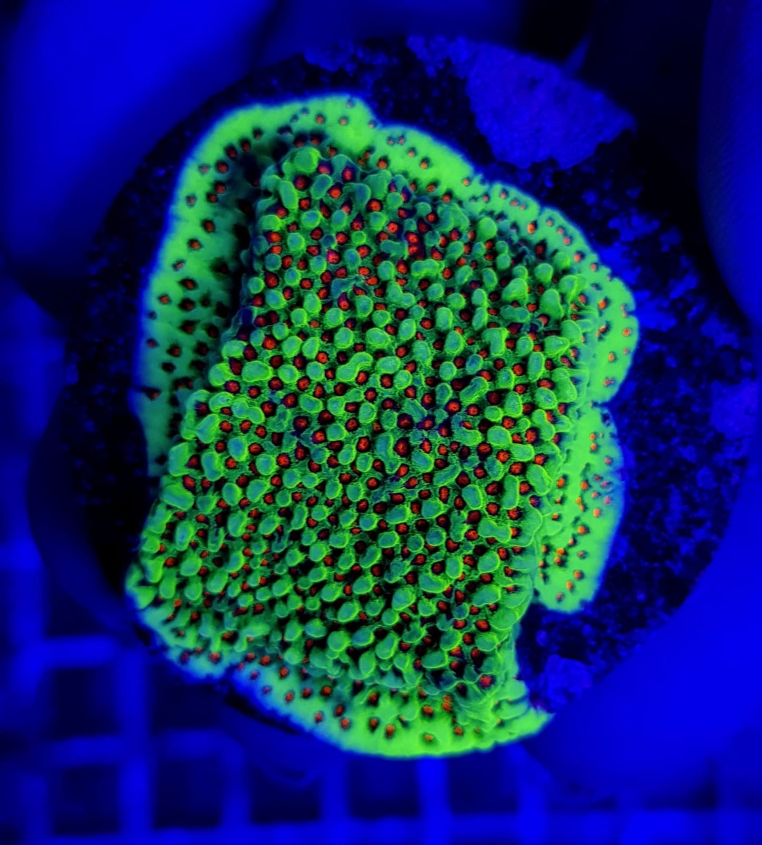 Montipora spp. (Premium) (frag)