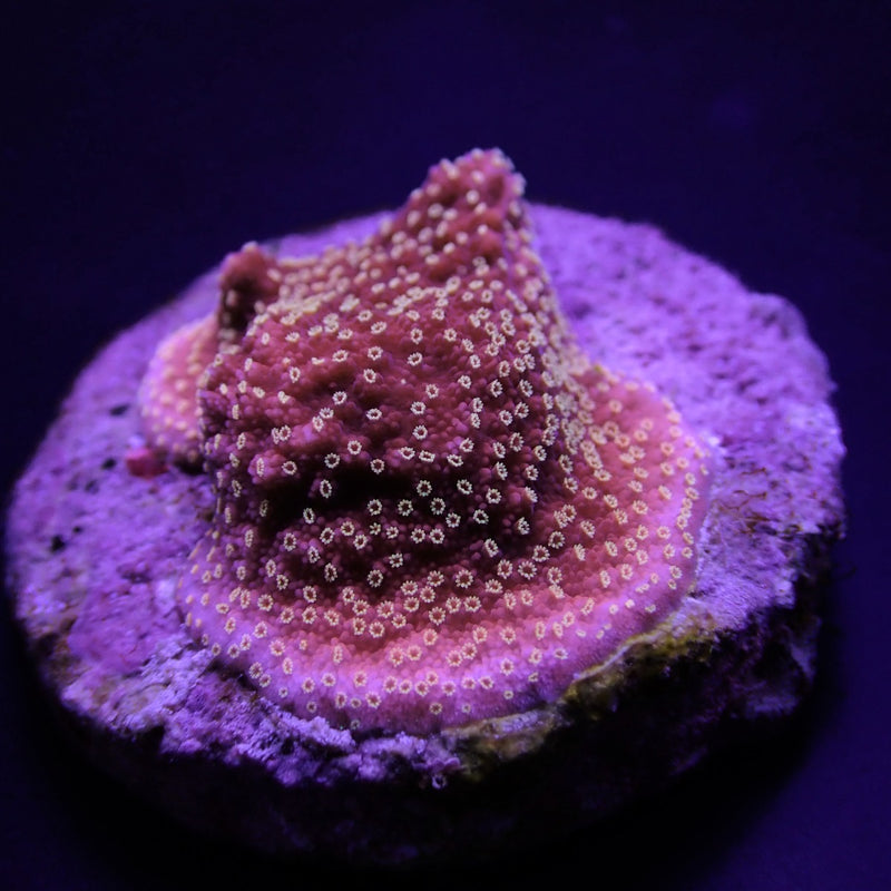 Montipora spp. (Premium) (frag)