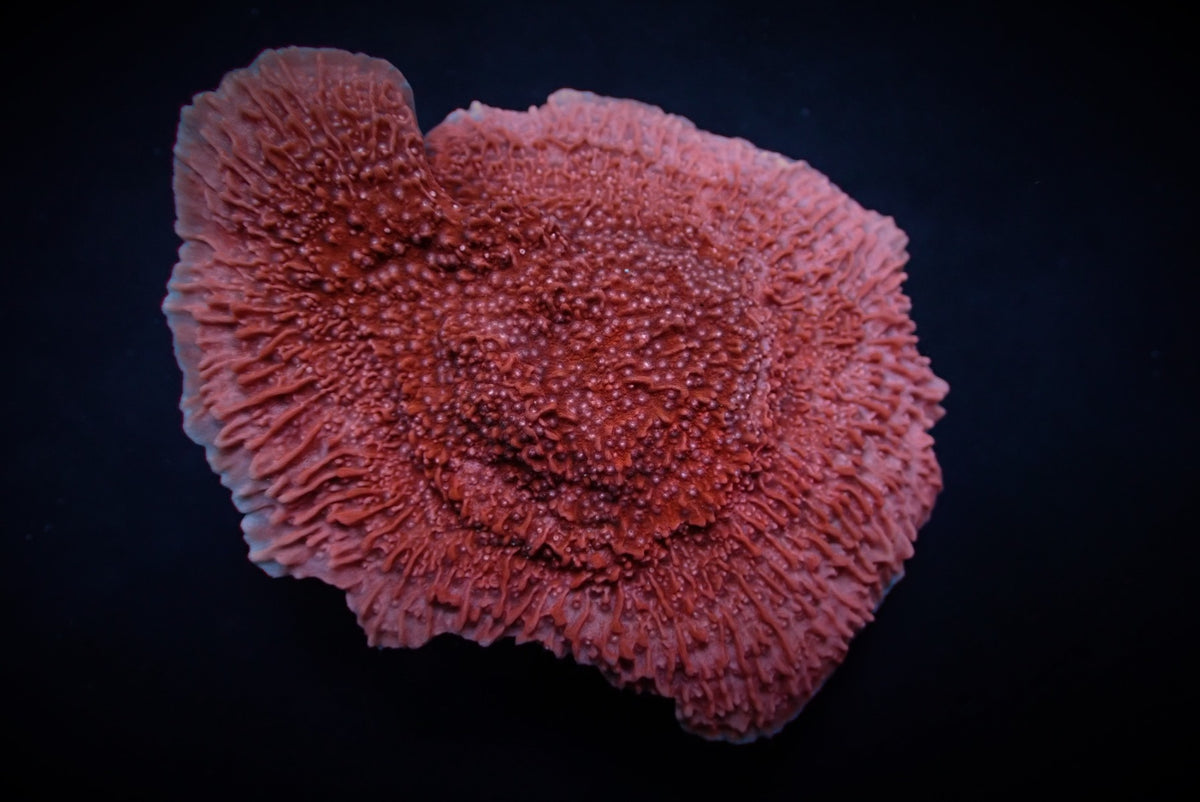 Montipora spp. (Snow Cap)