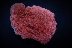Montipora spp. (Snow Cap)
