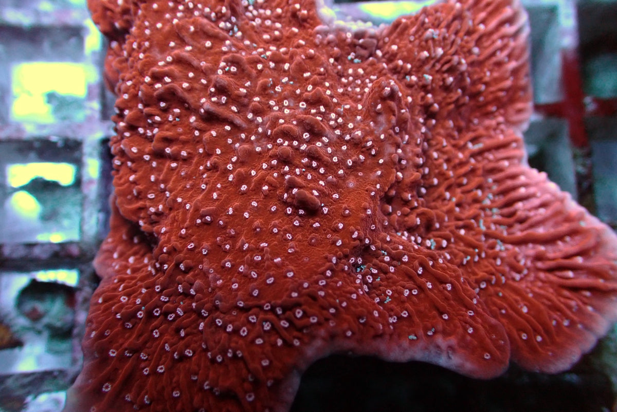 Montipora spp. (Snow Cap)