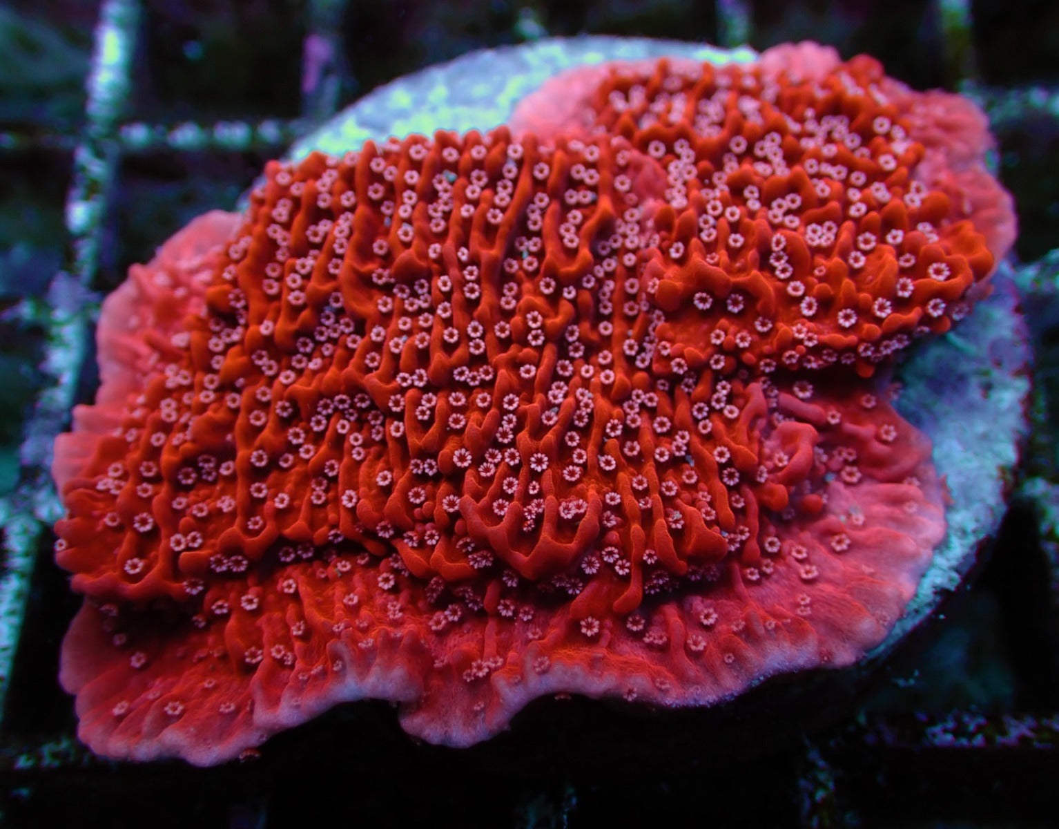 Montipora spp. (Snow Cap) (frag)