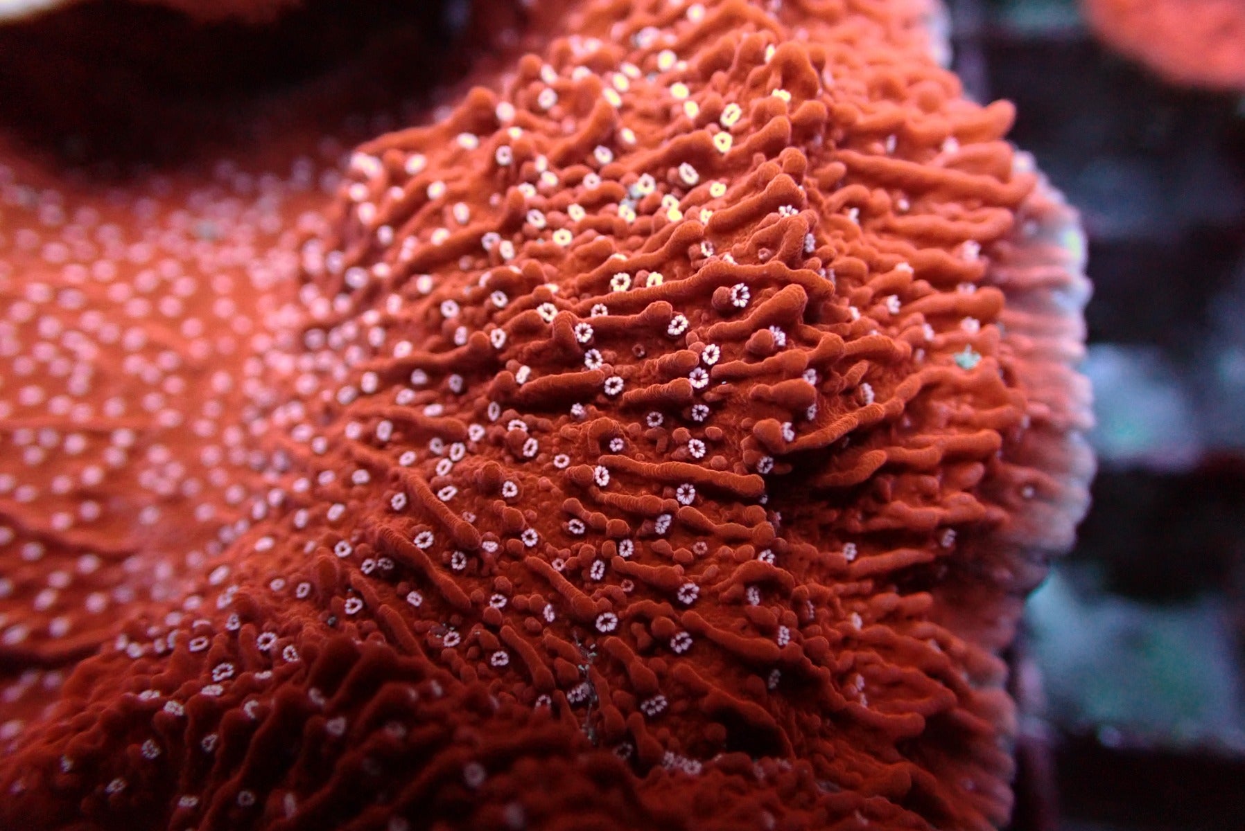 Montipora spp. (Snow Cap) (frag)