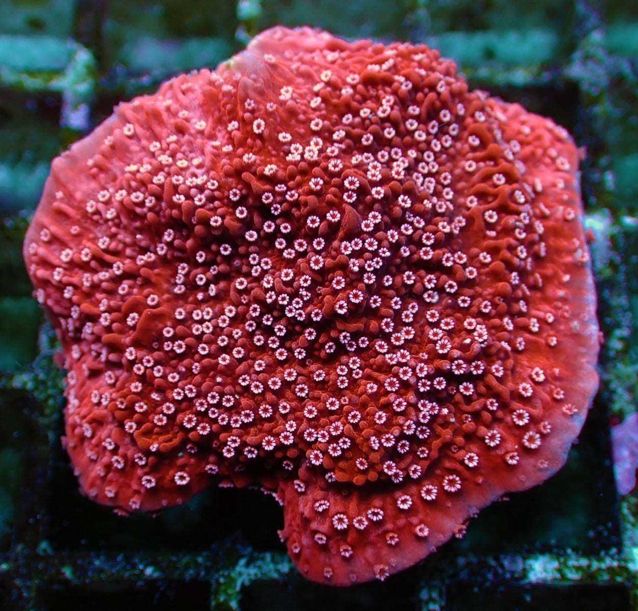Montipora spp. (Snow Cap) (frag)