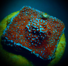 Montipora spp. (Superman) (frag)
