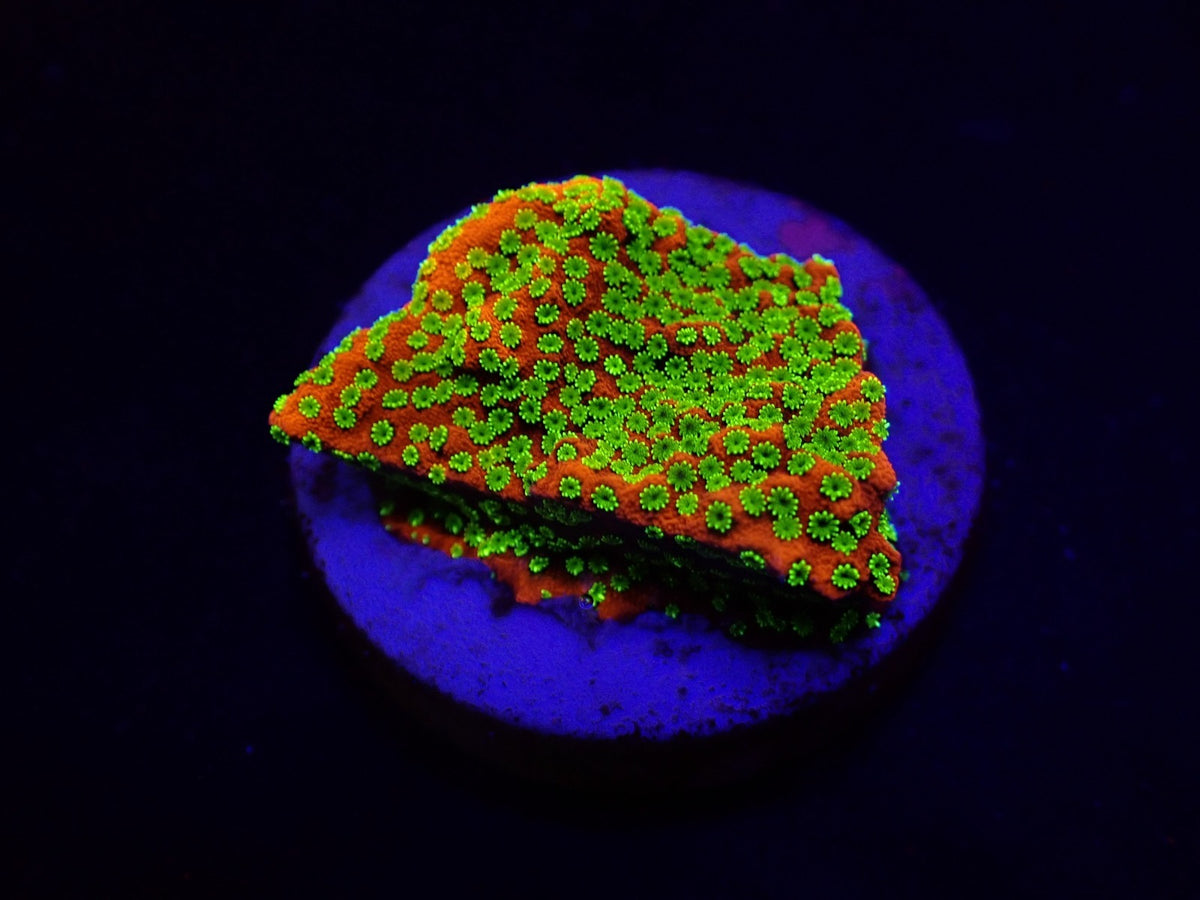Montipora spp. (Sunset) (frag)
