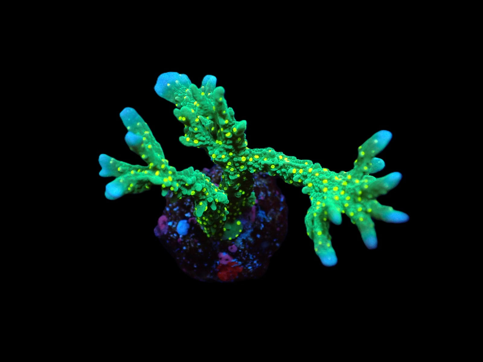 Montipora stellata (frag)