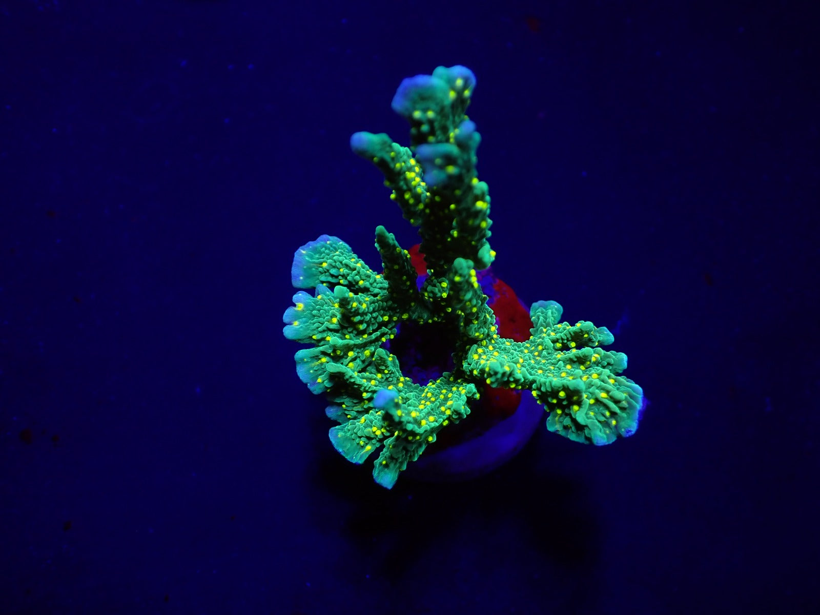 Montipora stellata (frag)
