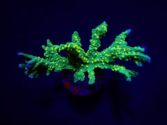Montipora stellata (frag)
