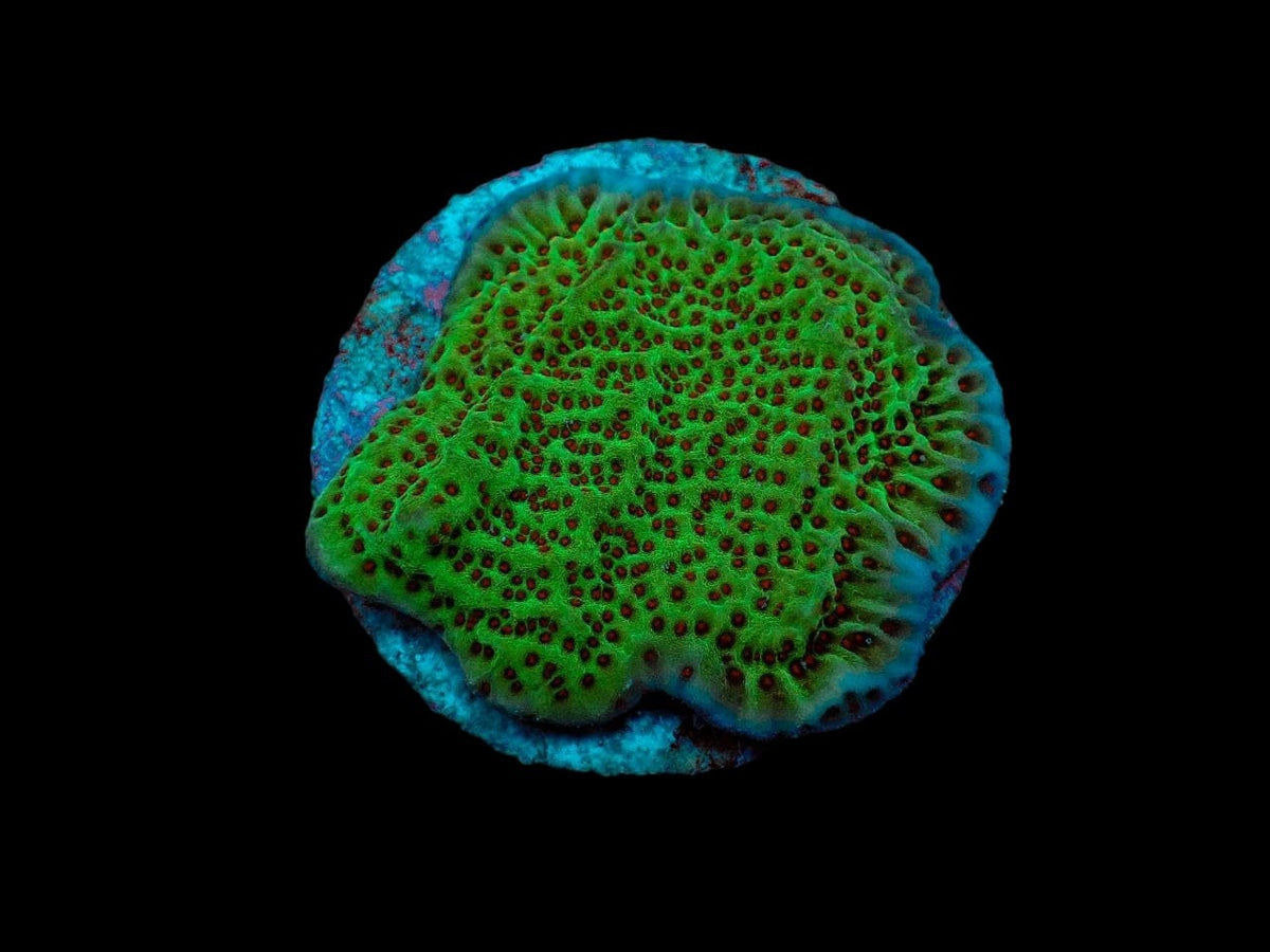 Montipora undata (frag)