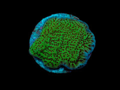 Montipora undata (frag)