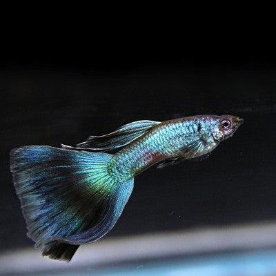 Guppy blue phantom M ECO