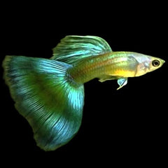 Poecilia.ret.Guppy moscow green XL