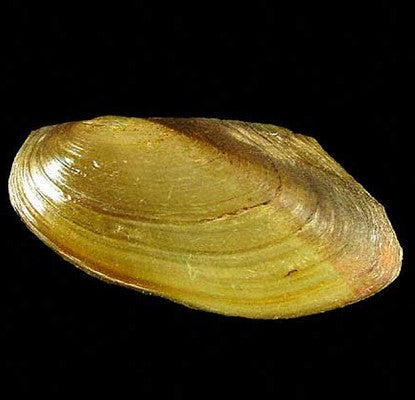 -Gouden mossel 7 cm @