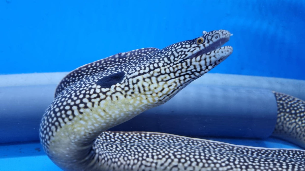 Muraena melanotis