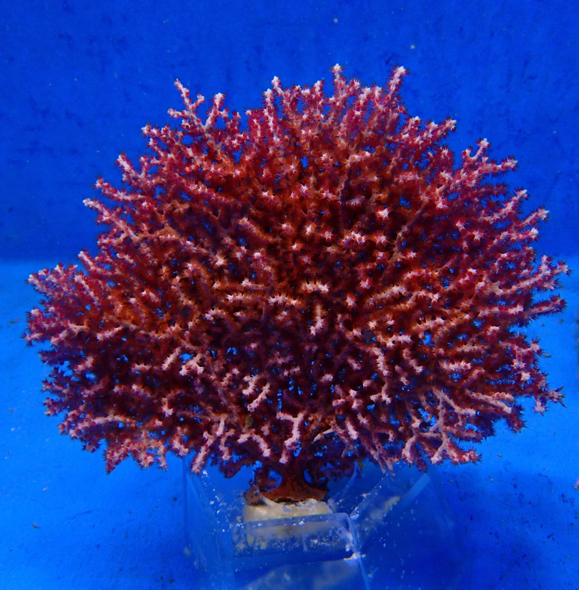 Gorgonia spp. (Colored)