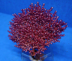 Gorgonia spp. (Colored)