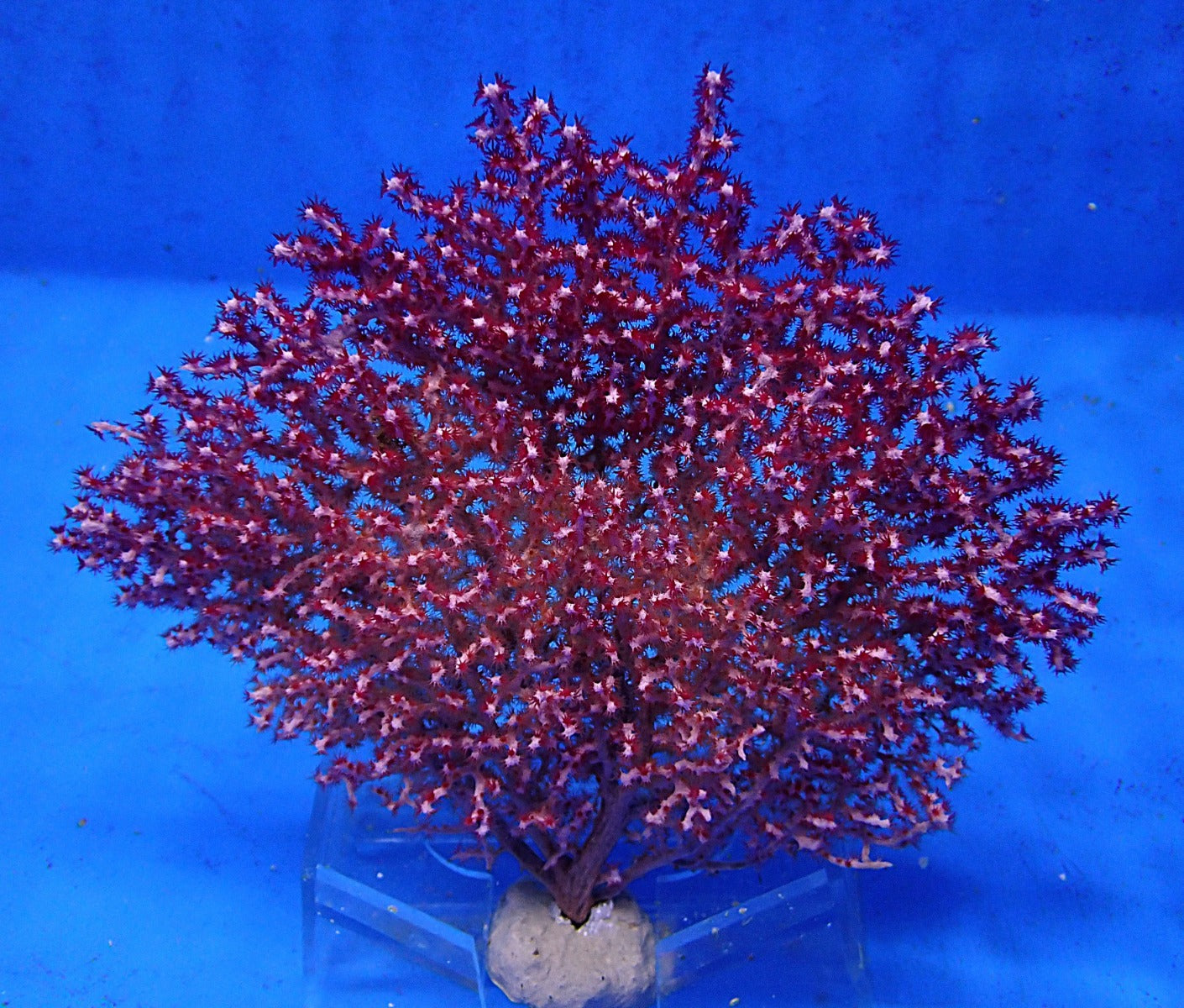 Gorgonia spp. (Colored)