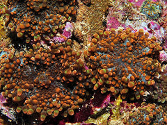 Ricordea yuma (Orange)