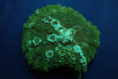 Rhodactis spp. (Green) (per ear)