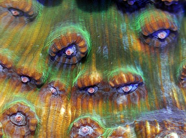 Mycedium spp.