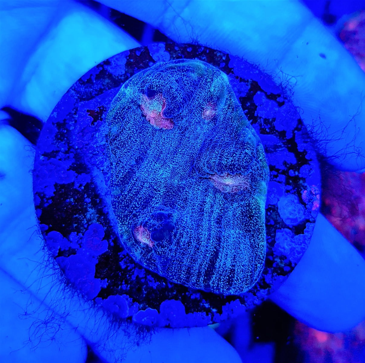 Mycedium spp. (Green) (frag)