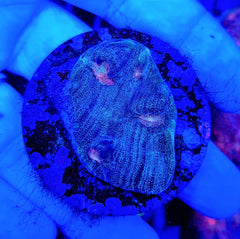 Mycedium spp. (Green) (frag)