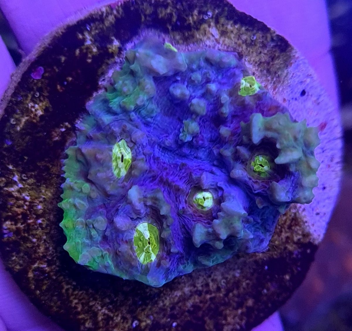 Mycedium spp. (Green) (frag)