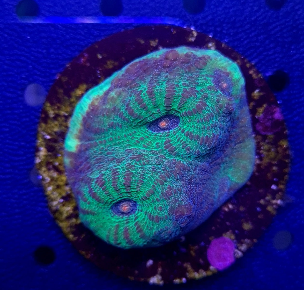 Mycedium spp. (Green) (frag)