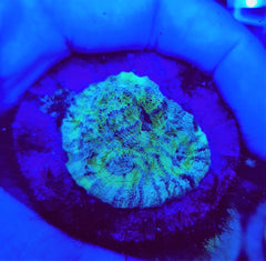 Mycedium spp. (Green) (frag)