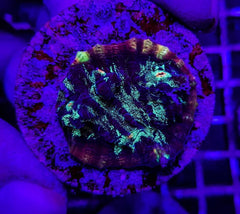 Mycedium spp. (Premium) (frag)